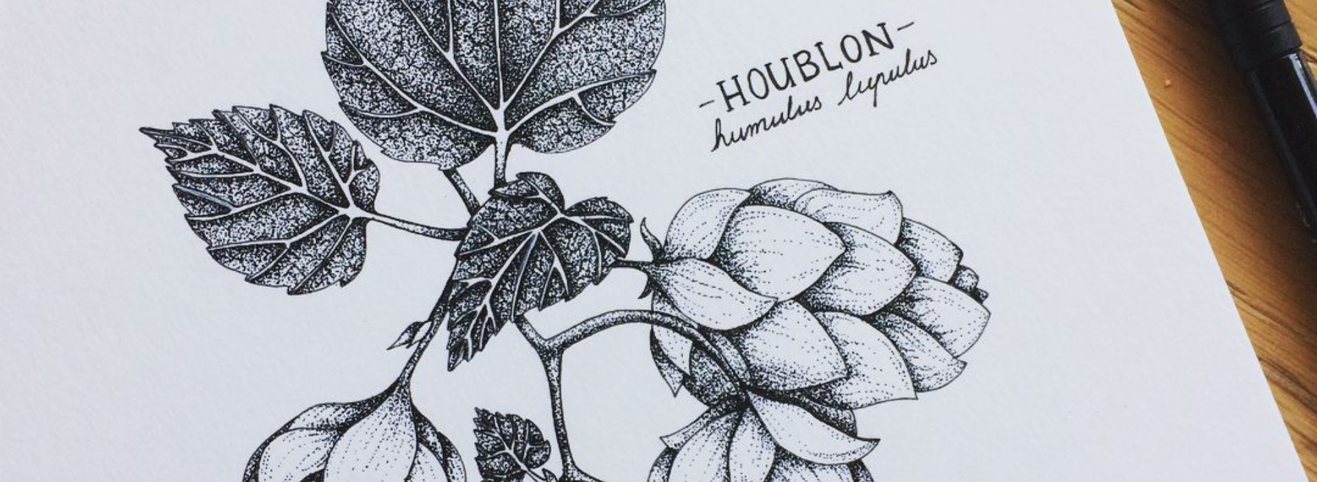 photo sur le Houblon